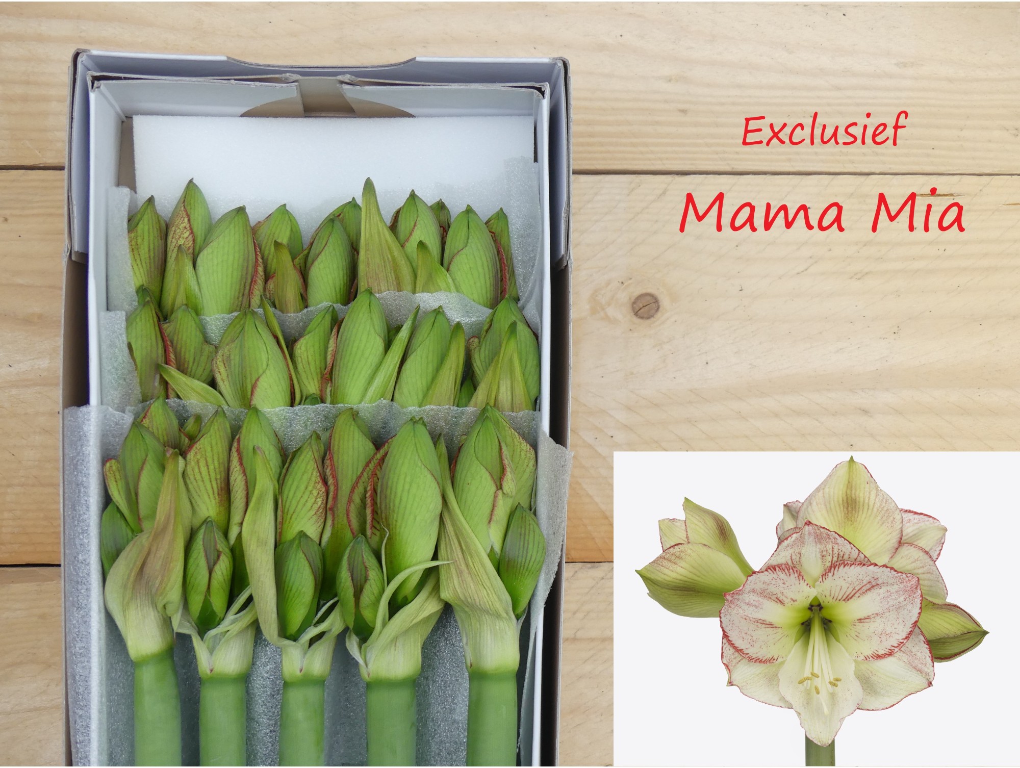 Срезанные цветы оптом Hippeastrum mama mia от 15шт из Голландии с доставкой по России