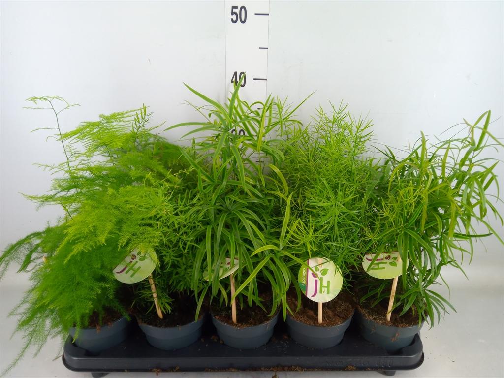 Горшечные цветы и растения оптом Asparagus   ...mix от 10шт из Голландии с доставкой по России