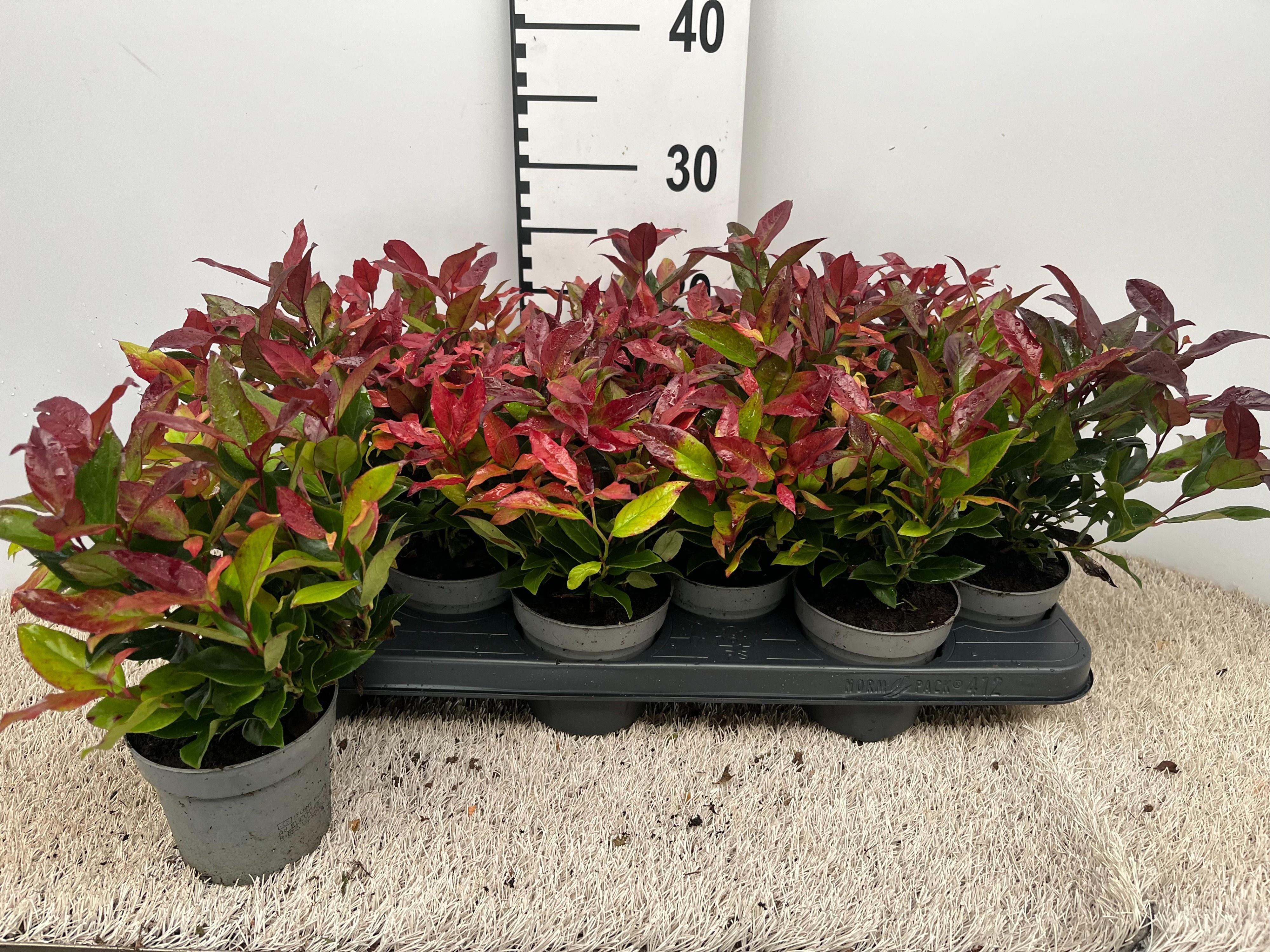 Горшечные цветы и растения оптом Leucothoe Axi. Zeblid от 15шт из Голландии с доставкой по России