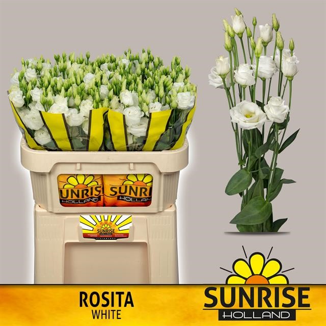 Срезанные цветы оптом Lisianthus do rosita white от 40шт.. из Голландии с доставкой по России