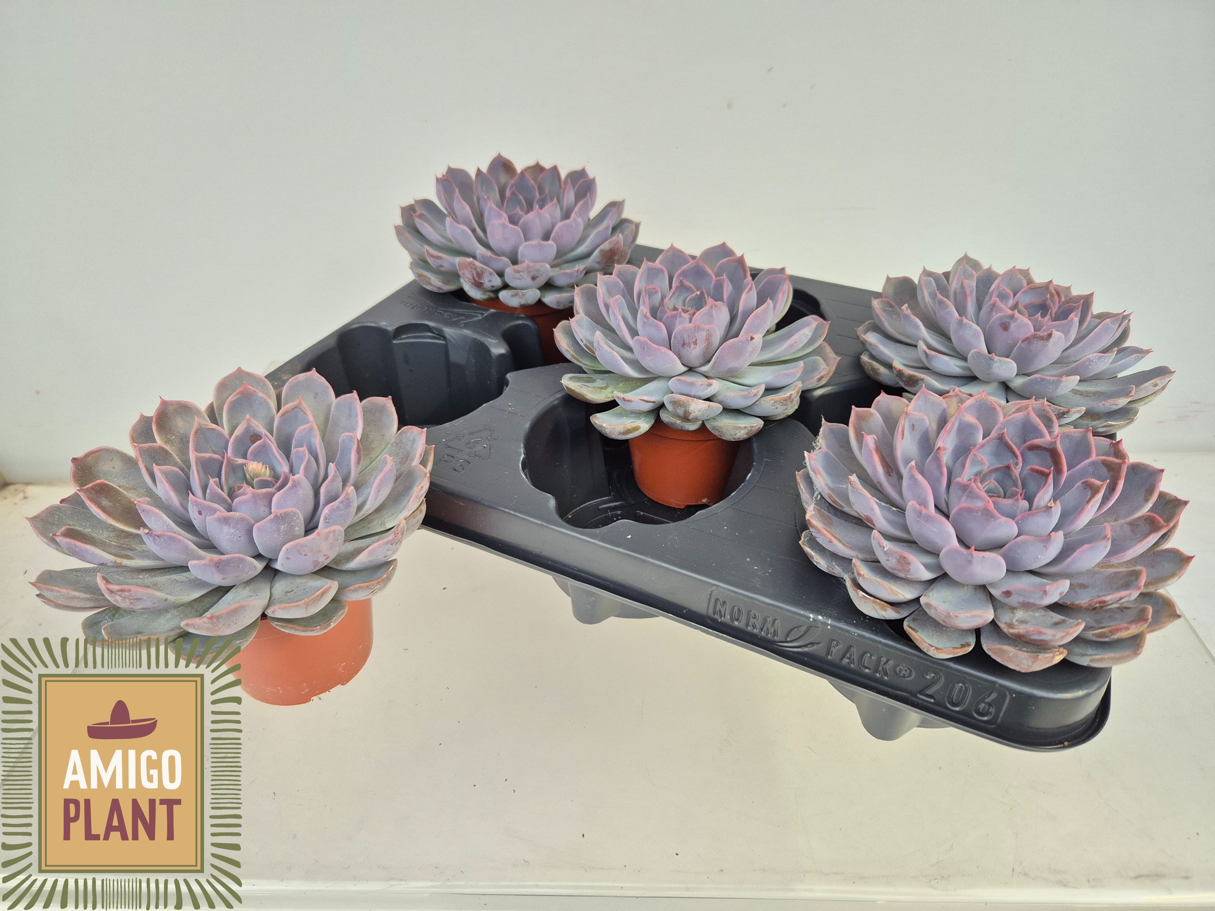 Горшечные цветы и растения оптом Echev Summer от 5шт (для телеги) из Голландии с доставкой по России