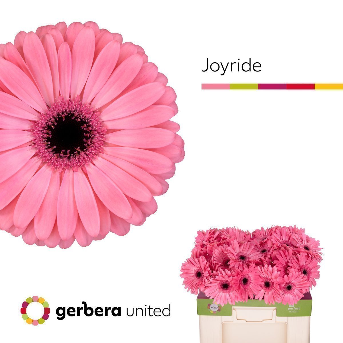 Срезанные цветы оптом Gerbera joyride от 40шт. из Голландии с доставкой по России