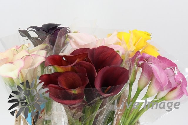 Срезанные цветы оптом Zantedeschia mix in bucket от 50шт из Голландии с доставкой по России