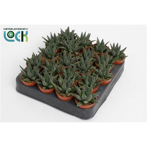 Горшечные цветы и растения оптом Haworthia Margaritifera от 30шт (для телеги) из Голландии с доставкой по России