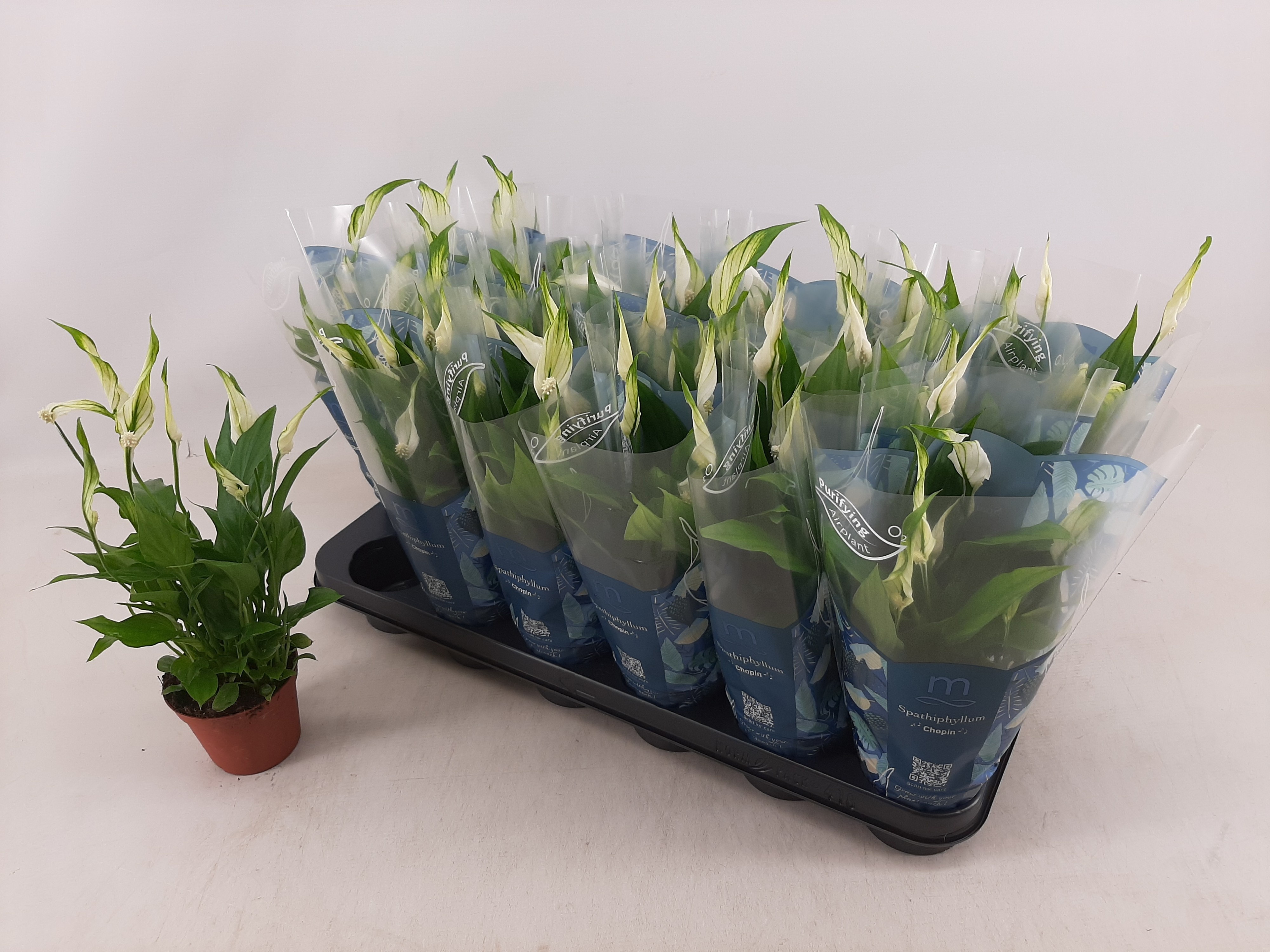 Горшечные цветы и растения оптом Spath Chopin от 18шт (для телеги) из Голландии с доставкой по России