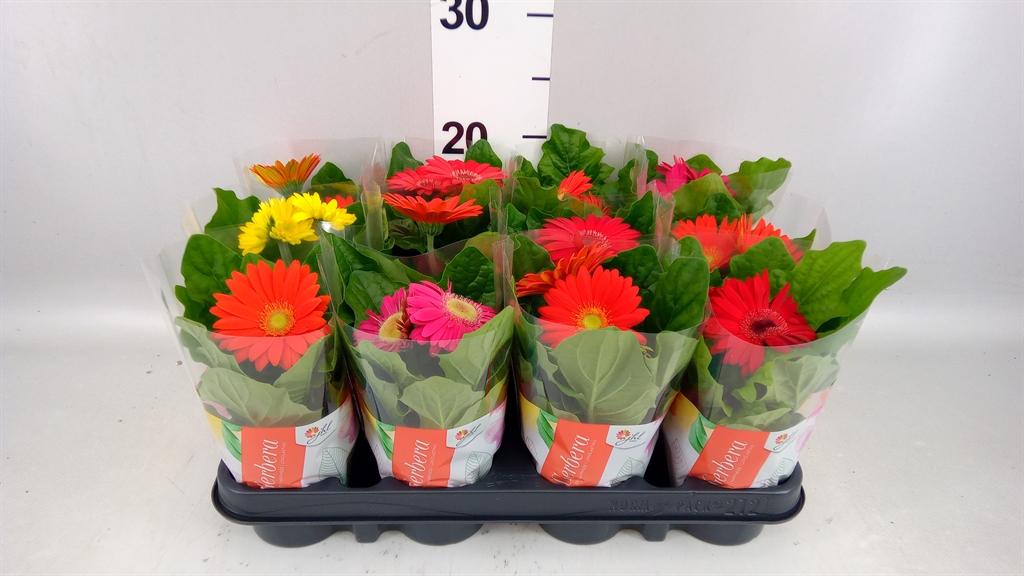 Горшечные цветы и растения оптом Gerbera colourgame ...mix от 12шт (для телеги) из Голландии с доставкой по России