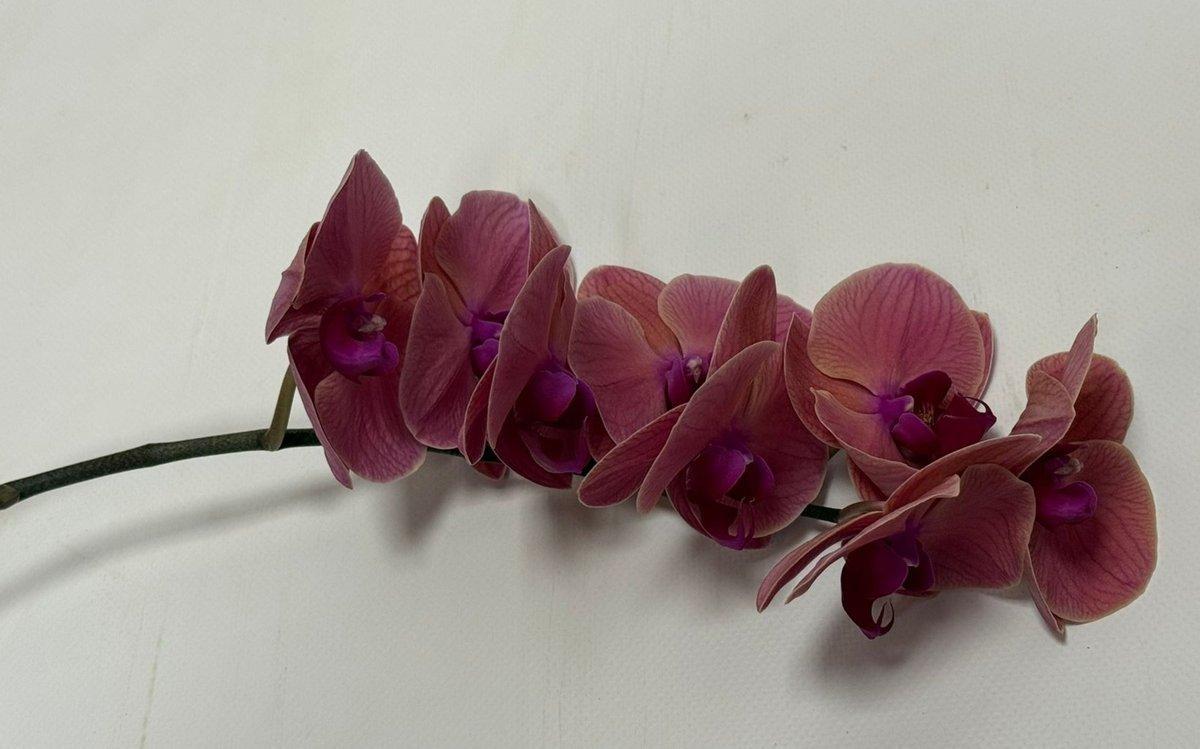Срезанные цветы оптом Phalaenopsis asian coral (per stem) от 6шт.. из Голландии с доставкой по России