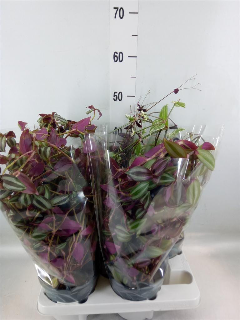 Горшечные цветы и растения оптом Tradescantia   ...mix от 4шт из Голландии с доставкой по России