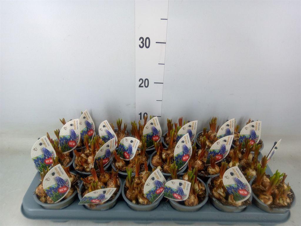 Горшечные цветы и растения оптом Muscari   ... от 18шт (для телеги) из Голландии с доставкой по России