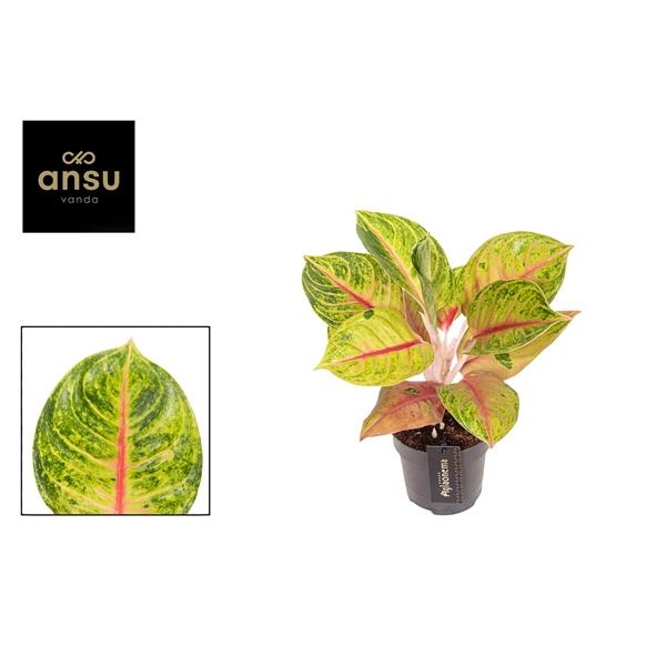 Горшечные цветы и растения оптом Aglaonema Iguana Red от 6шт из Голландии с доставкой по России