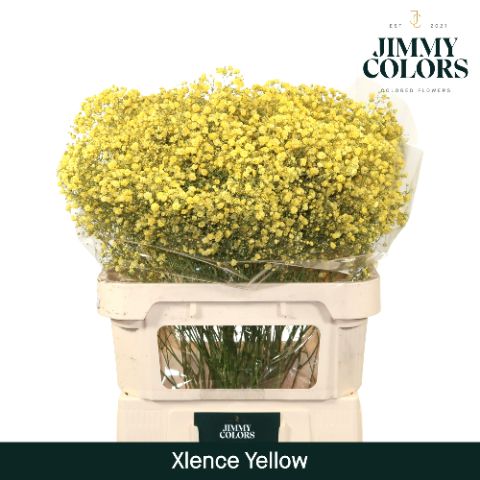 Срезанные цветы оптом Gyps large paint yellow от 25шт. из Голландии с доставкой по России