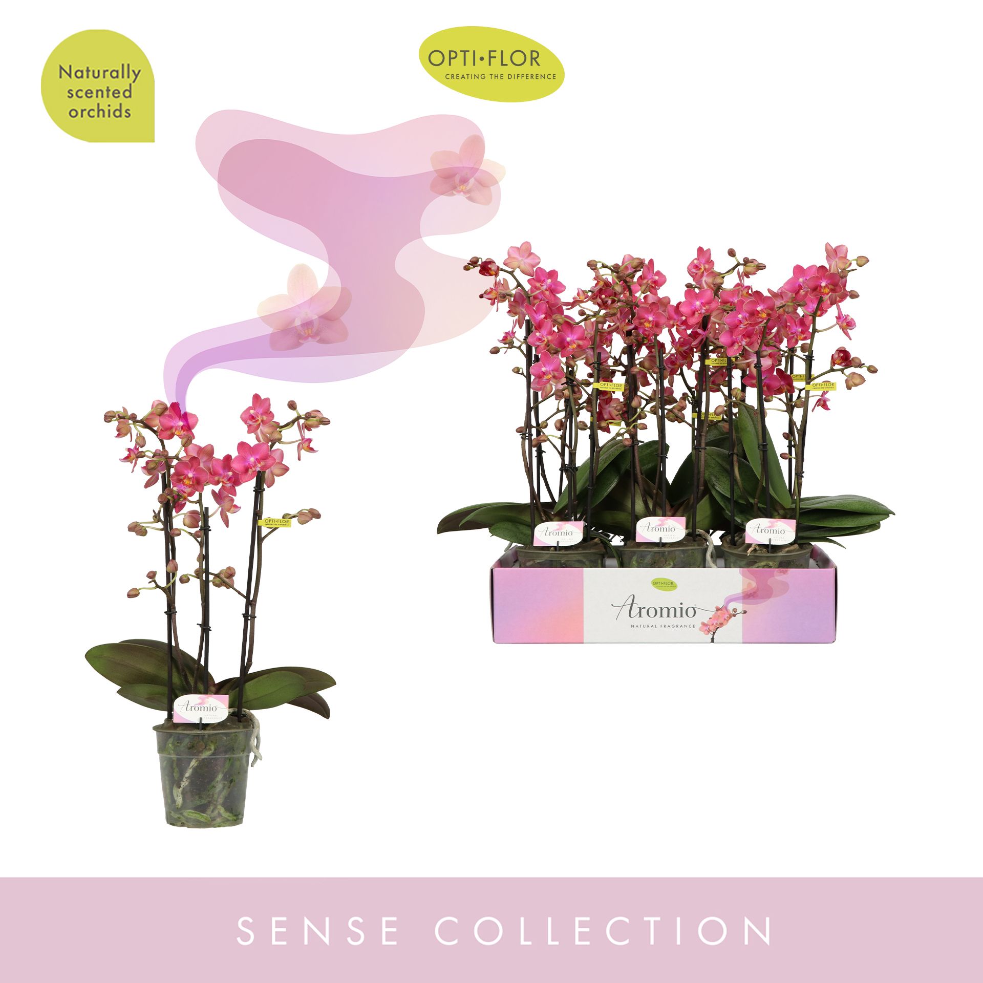 Горшечные цветы и растения оптом Phal Aromio 3st Floral 25+ от 6шт из Голландии с доставкой по России