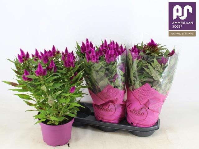 Горшечные цветы и растения оптом Cel Deep Purple от 3шт из Голландии с доставкой по России
