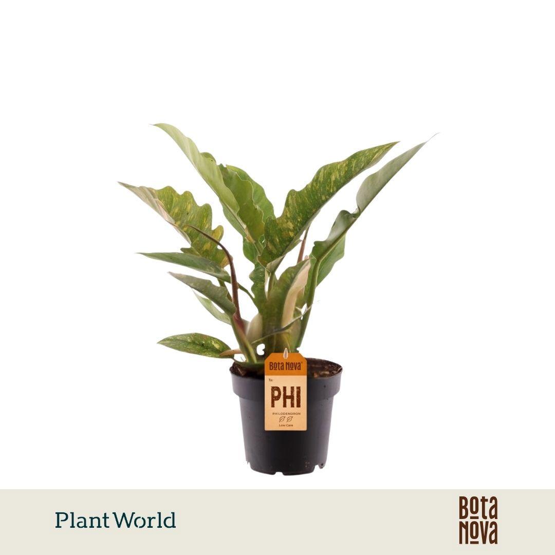 Горшечные цветы и растения оптом Philodendron Narrow Ring Of Fire от 10шт из Голландии с доставкой по России
