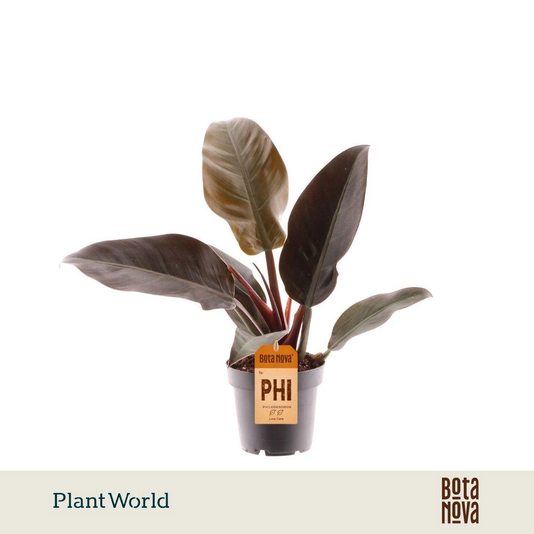 Горшечные цветы и растения оптом Philodendron Imperial Red от 10шт из Голландии с доставкой по России