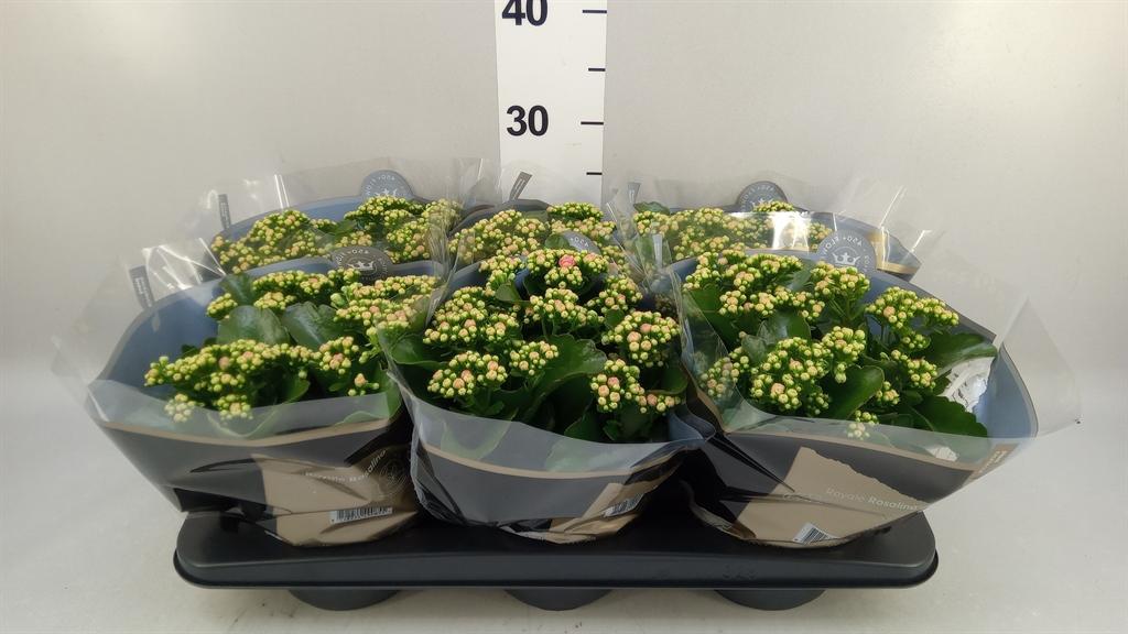 Горшечные цветы и растения оптом Kalanchoe Blos. rosdon Alano от 6шт из Голландии с доставкой по России
