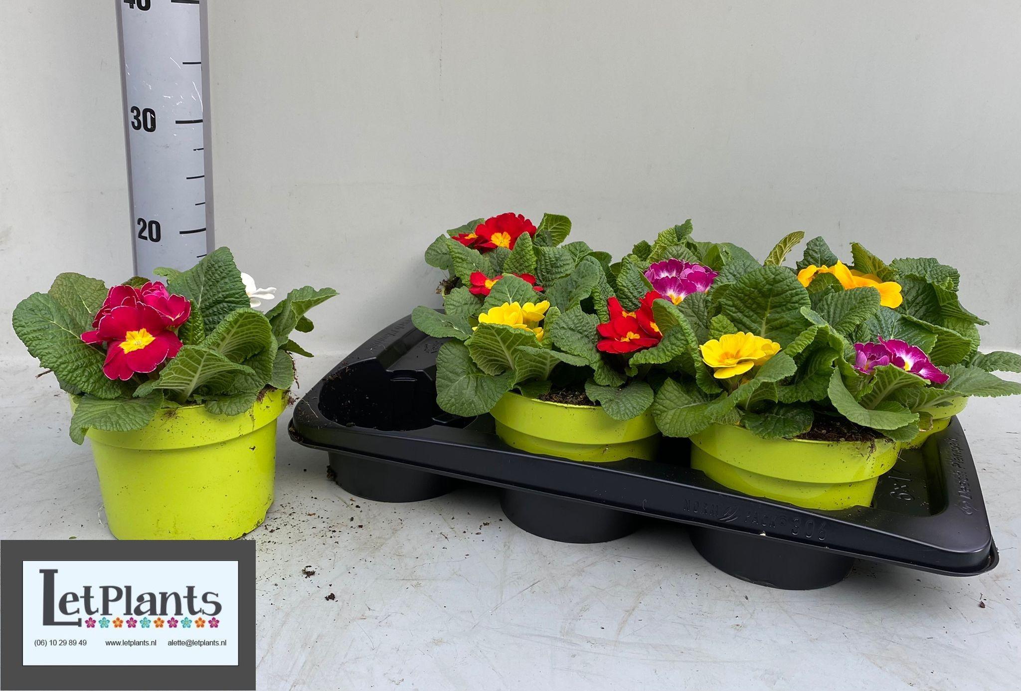 Горшечные цветы и растения оптом Prim Acaulis Gemengd от 6шт из Голландии с доставкой по России