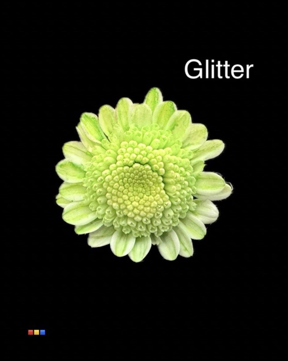 Срезанные цветы оптом Chrys sp paint stallion dusty green + glitter от 60шт из Голландии с доставкой по России