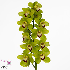 Срезанные цветы оптом Cymbidium green waylands guard ruud от 8шт. из Голландии с доставкой по России