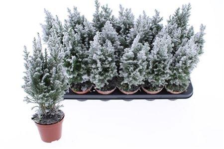 Горшечные цветы и растения оптом Cham L Ellwoodii Snow от 18шт (для телеги) из Голландии с доставкой по России