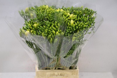 Срезанные цветы оптом Freesia si yellow от 100шт из Голландии с доставкой по России