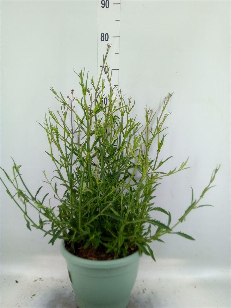 Горшечные цветы и растения оптом Verbena Bonariensis от 1шт из Голландии с доставкой по России
