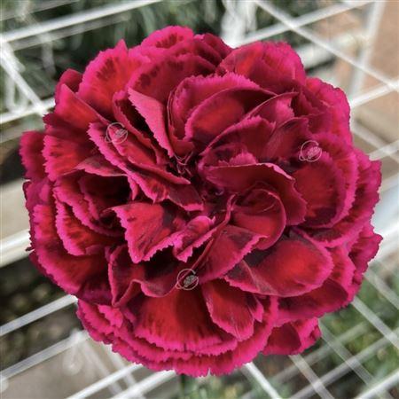 Срезанные цветы оптом Dianthus st nobbio velluto от 80шт из Голландии с доставкой по России