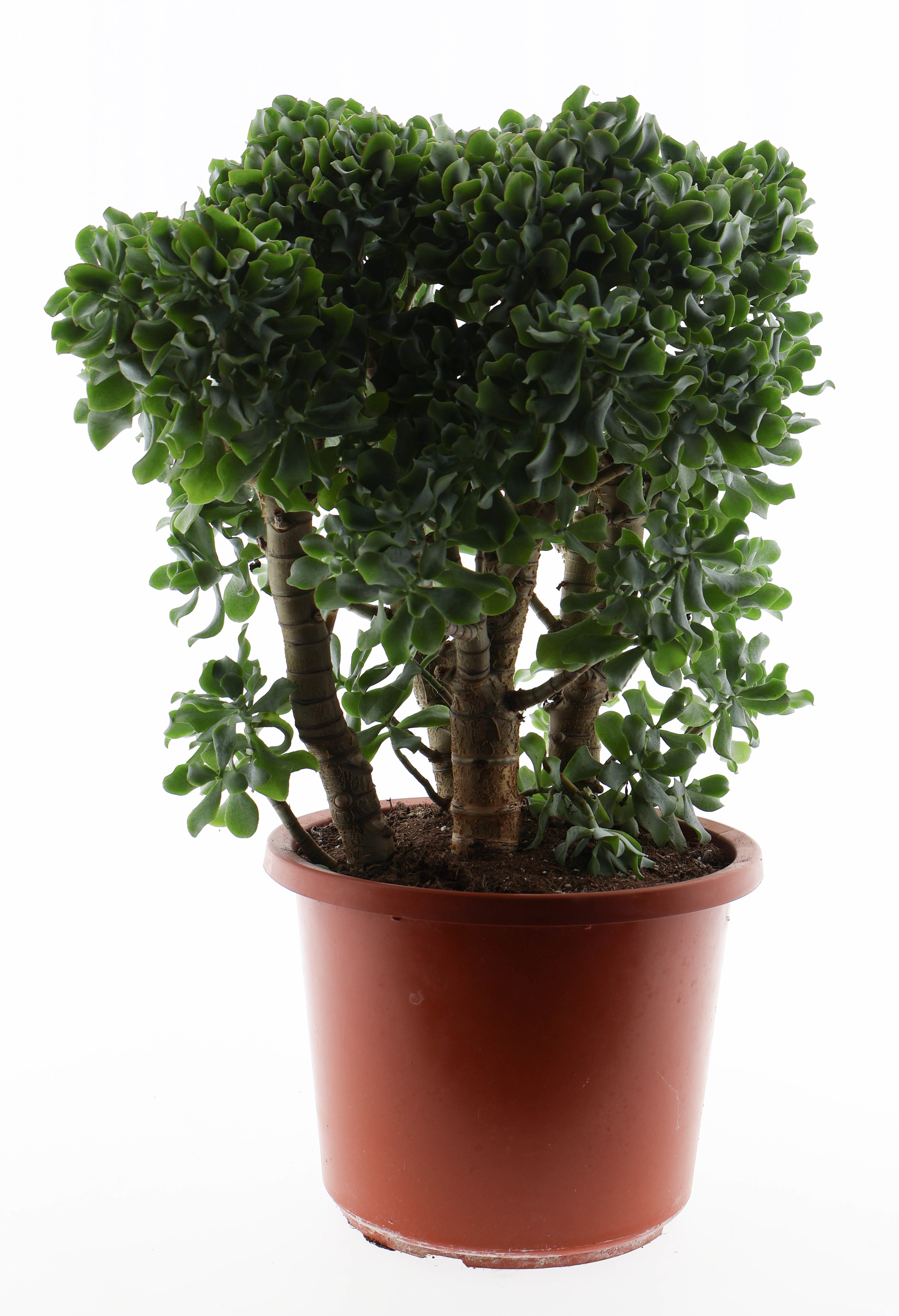 Горшечные цветы и растения оптом Crassula Aborescens от 1шт из Голландии с доставкой по России