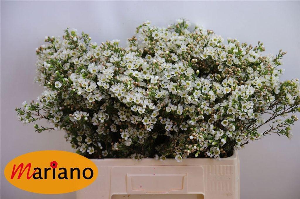 Срезанные цветы оптом Chamelaucium crystal pearl от 125шт из Голландии с доставкой по России