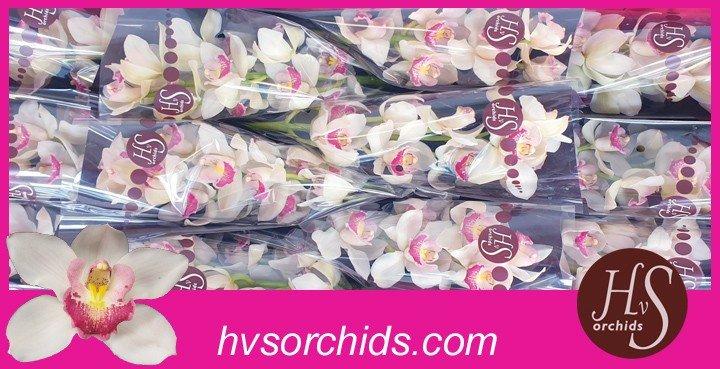 Срезанные цветы оптом Cymbidium white unique delilah от 12шт из Голландии с доставкой по России