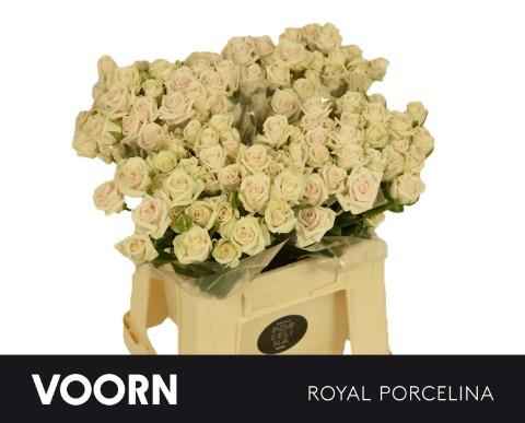 Срезанные цветы оптом Rosa sp royal porcelina от 50шт из Голландии с доставкой по России