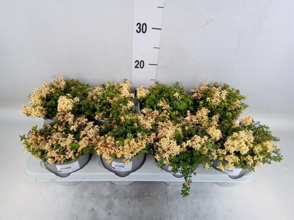 Горшечные цветы и растения оптом Thymus Vulgaris от 8шт из Голландии с доставкой по России