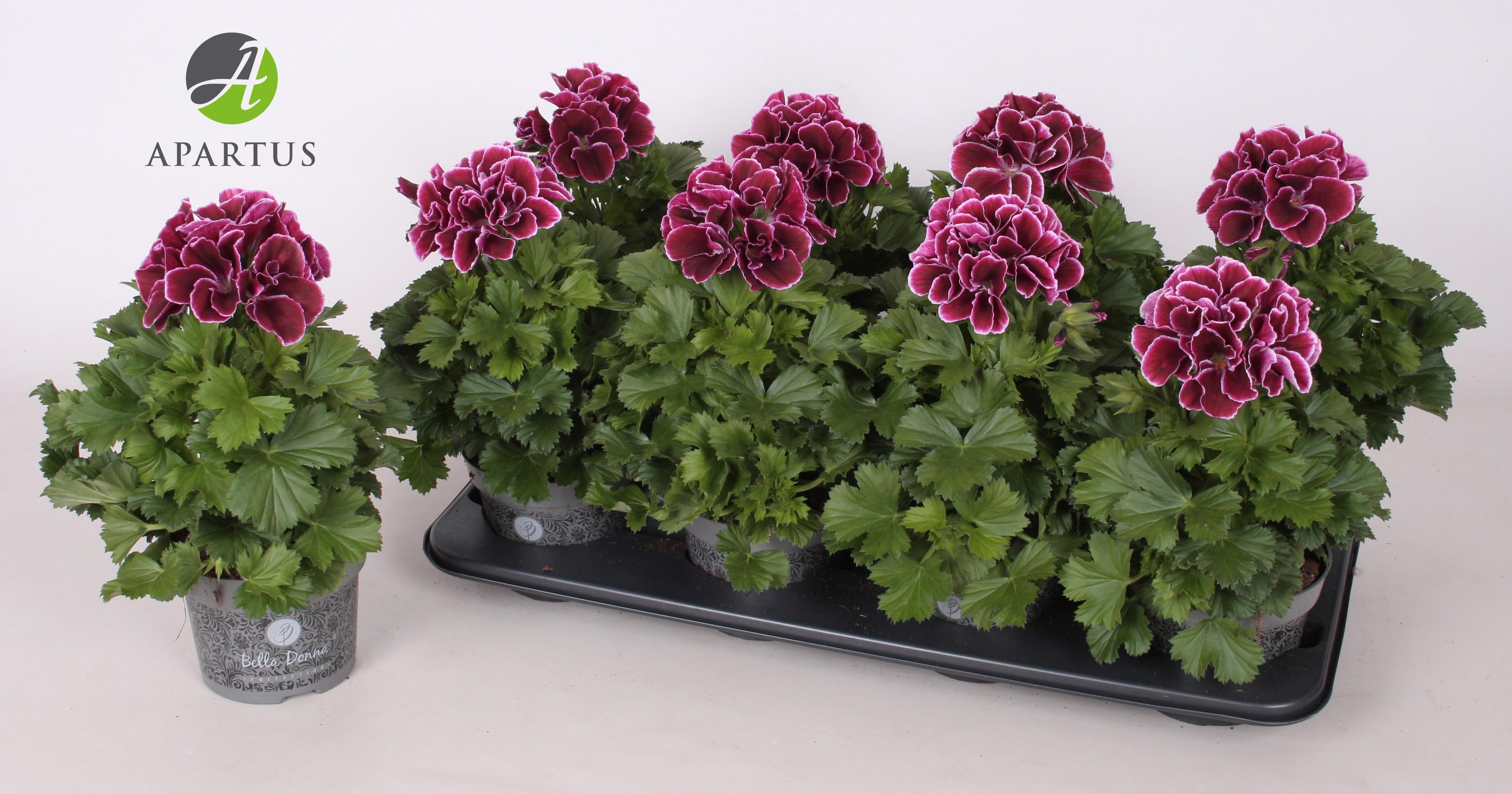 Горшечные цветы и растения оптом Pel Gr Ov от 8шт из Голландии с доставкой по России