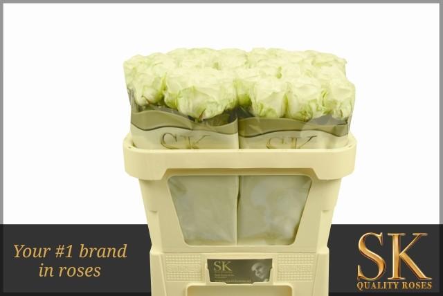 Срезанные цветы оптом Rosa large avalanche+ Koene White Gold от 40шт из Голландии с доставкой по России