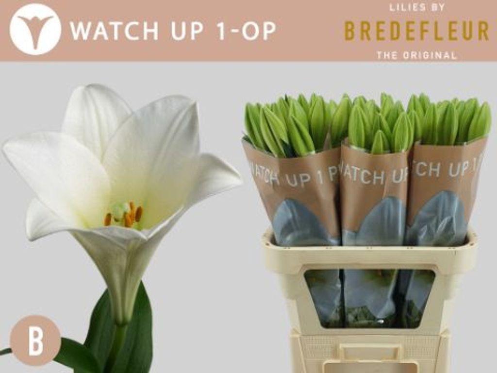 Срезанные цветы оптом Lilium lo watch up от 60шт.. из Голландии с доставкой по России