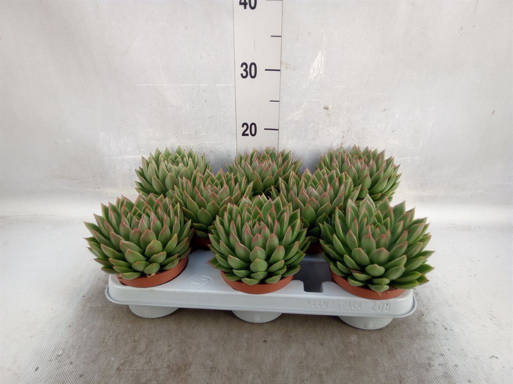 Горшечные цветы и растения оптом Echeveria Agavoides от 8шт из Голландии с доставкой по России