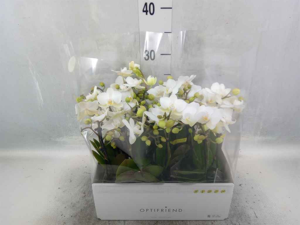 Горшечные цветы и растения оптом Phalaenopsis Multi.   ...white от 8шт из Голландии с доставкой по России