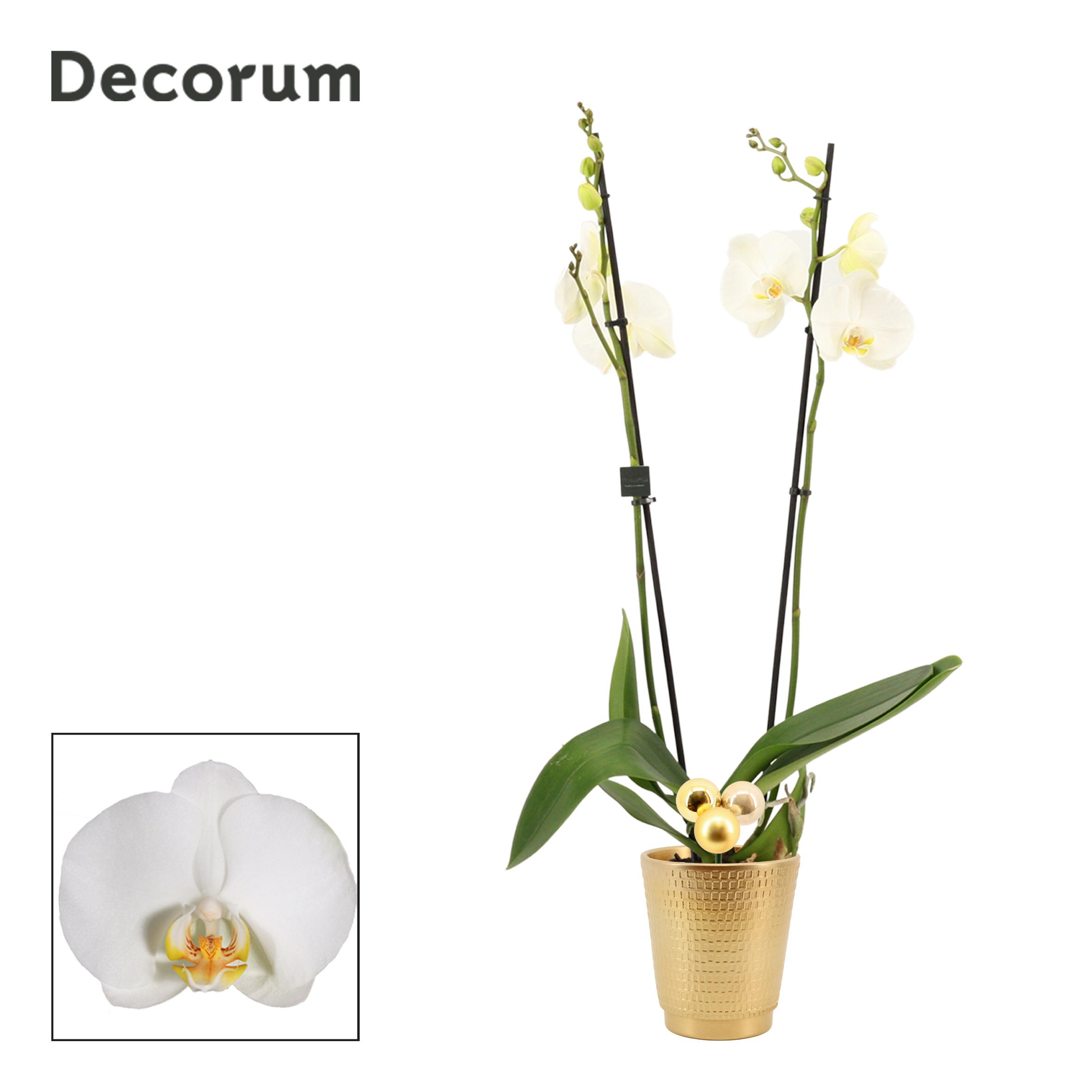 Горшечные цветы и растения оптом Phal Ov Wit от 6шт из Голландии с доставкой по России