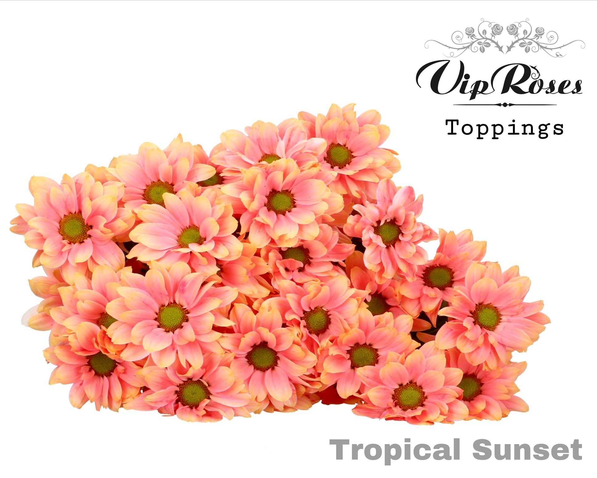 Срезанные цветы оптом Chrys sp paint tropical sunset от 20шт из Голландии с доставкой по России