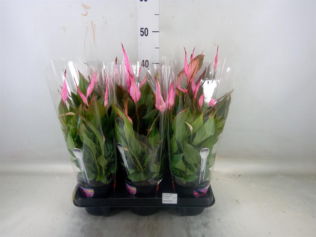 Горшечные цветы и растения оптом Spath Bellini Make-up 8+ от 6шт из Голландии с доставкой по России