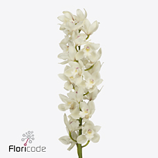 Срезанные цветы оптом Cymbidium white pompei от 8шт. из Голландии с доставкой по России