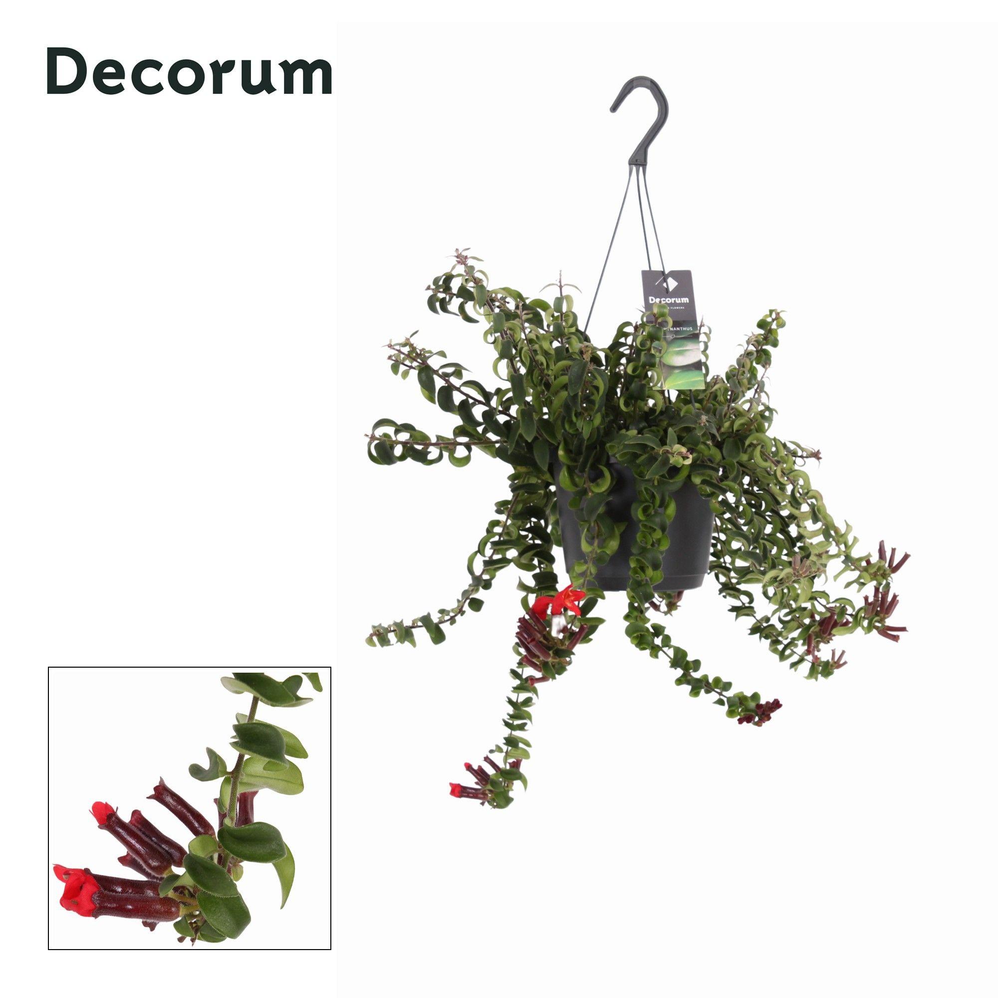 Горшечные цветы и растения оптом Aeschynanthus Swing от 6шт из Голландии с доставкой по России