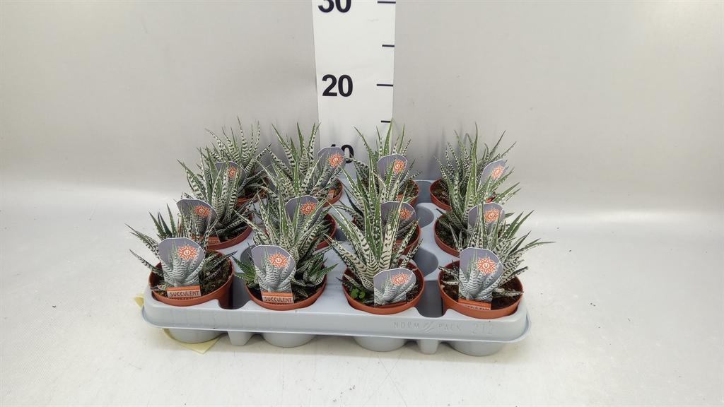 Горшечные цветы и растения оптом Haworthia Fasciata alba от 12шт (для телеги) из Голландии с доставкой по России