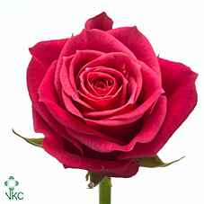 Срезанные цветы оптом Rosa la cherry-o! от 50шт из Голландии с доставкой по России