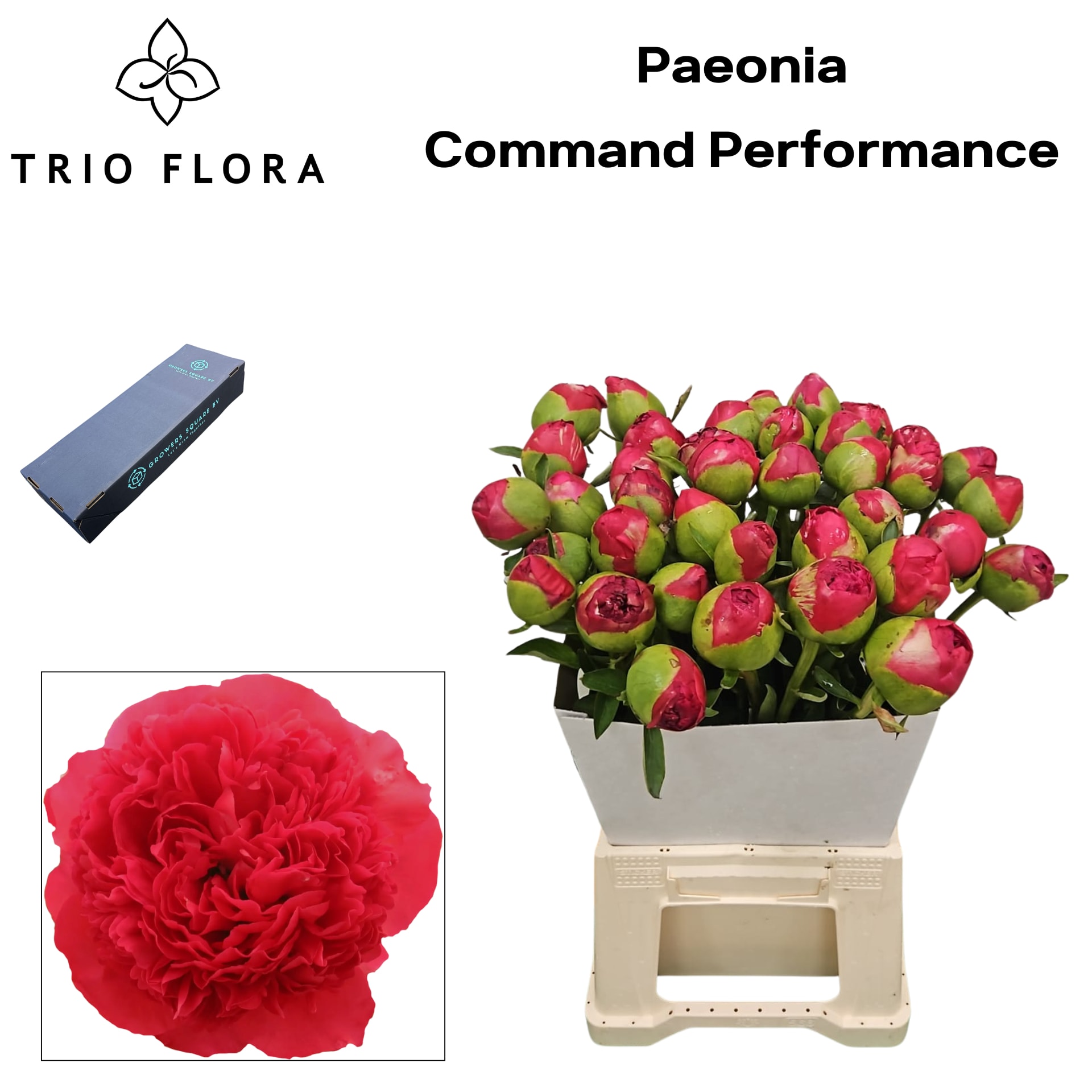Срезанные цветы оптом Paeonia command performance от 20шт из Голландии с доставкой по России