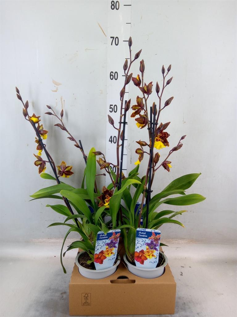 Горшечные цветы и растения оптом Orchideeen   ... от 4шт из Голландии с доставкой по России