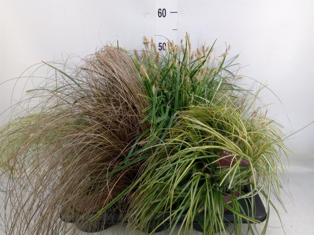 Горшечные цветы и растения оптом Carex   ...mix от 6шт из Голландии с доставкой по России