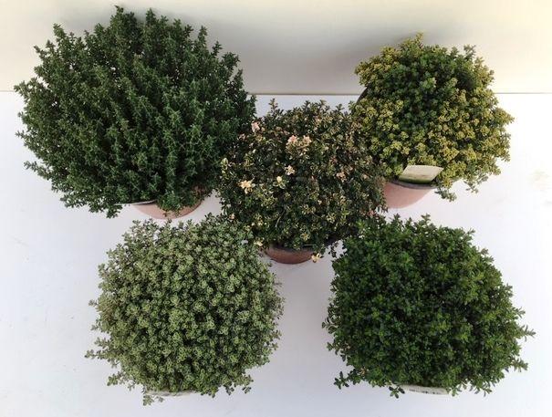 Горшечные цветы и растения оптом Thymus Mix от 1шт из Голландии с доставкой по России
