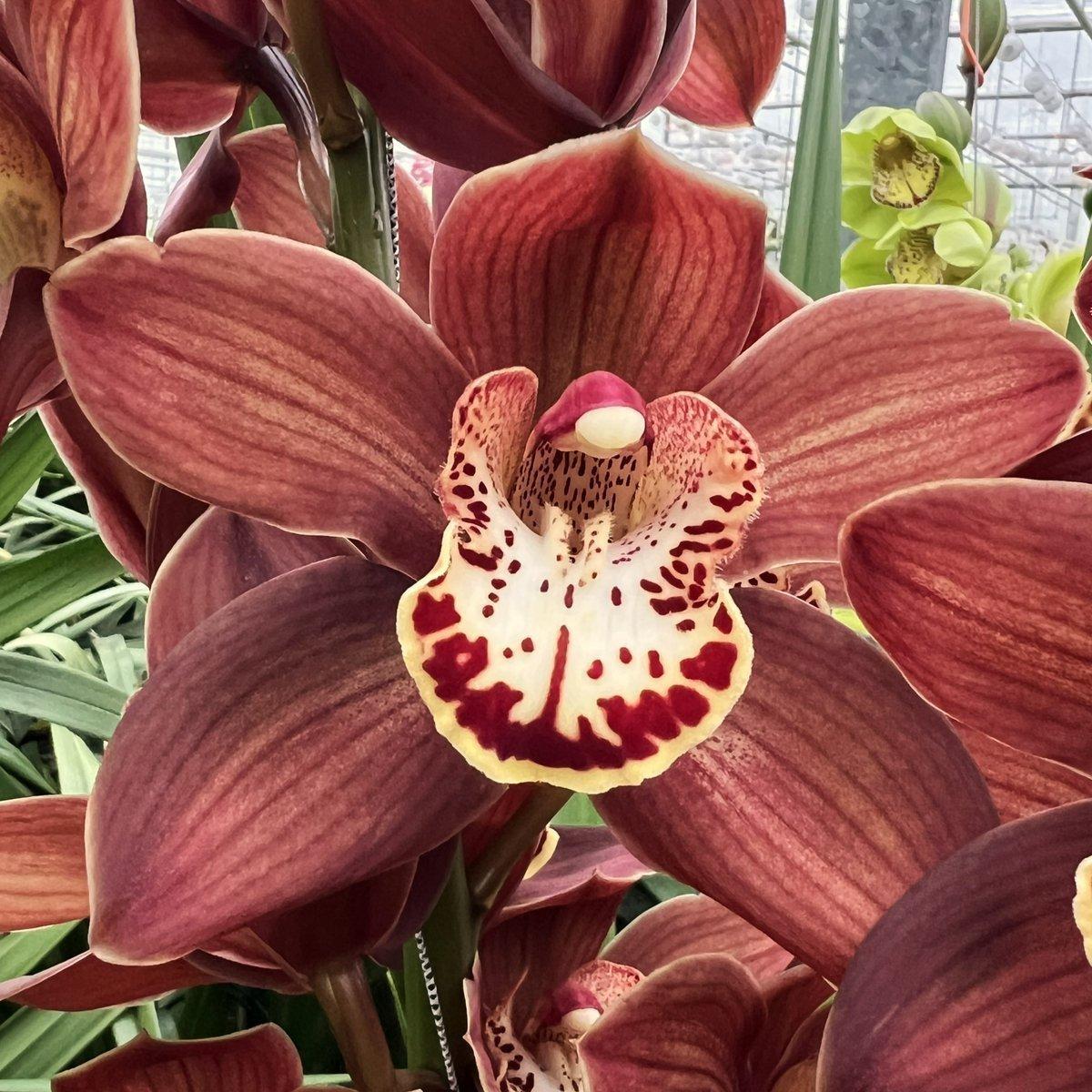 Срезанные цветы оптом Cymbidium ebony от 10шт из Голландии с доставкой по России