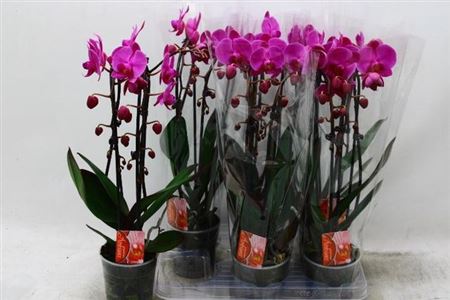 Горшечные цветы и растения оптом Phal El Cascade 2 Branches 18+ от 6шт из Голландии с доставкой по России